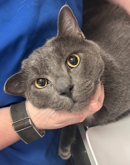 PRINCE - Domestic Shorthair / Mix available for adoption