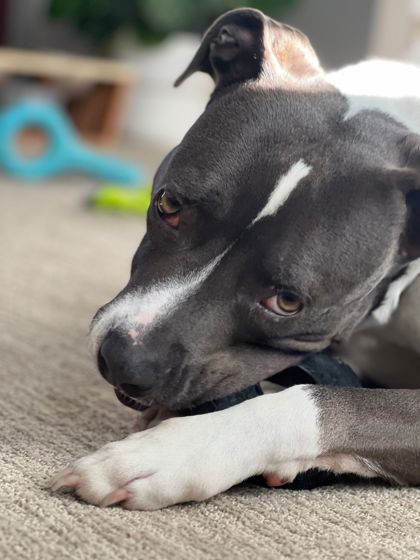 View Hays(in Foster) the Dog Photo #2