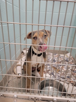 View Ying the Dog Photo #1