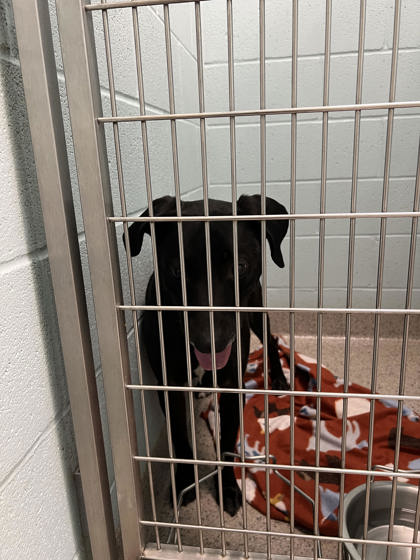 View Malcom the Dog Photo #1