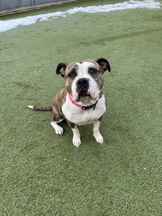 View Mavis the Dog Photo #1