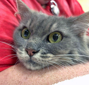JINXY - Domestic Longhair / Mix available for adoption