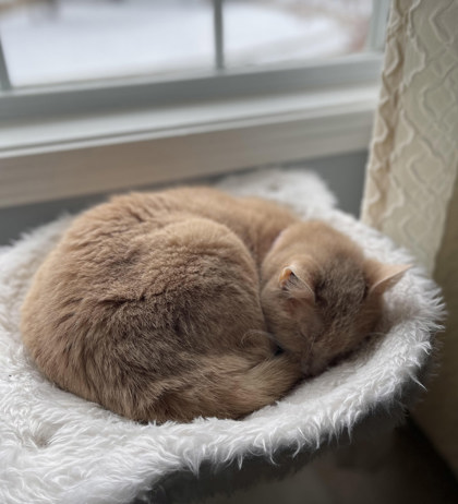 View Carmen (in Foster) the Cat Photo #2