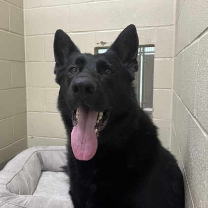 View Jigsaw the Dog Photo #1