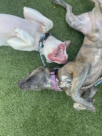 View Sir Benny the Dog Photo #2