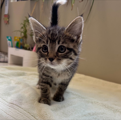 Learn More About Tippy Photo of Tippy