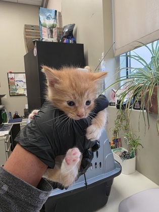 BRONCO - Domestic Shorthair / Mix available for adoption