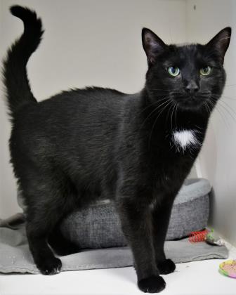 BEAR - Domestic Shorthair / Mix available for adoption