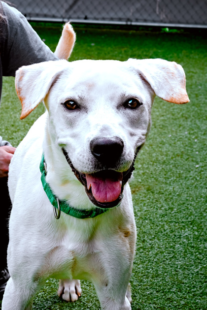 Photo of Archie