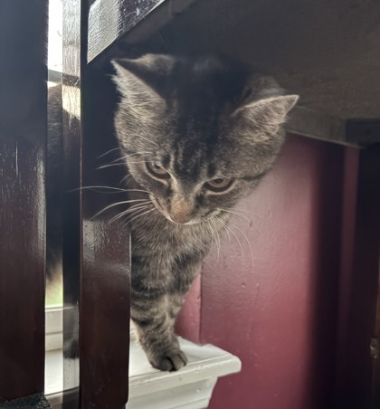 View Giggleboops (in Foster) the Cat Photo #1