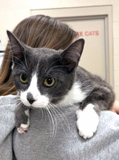 View Zuko the Cat Photo #2