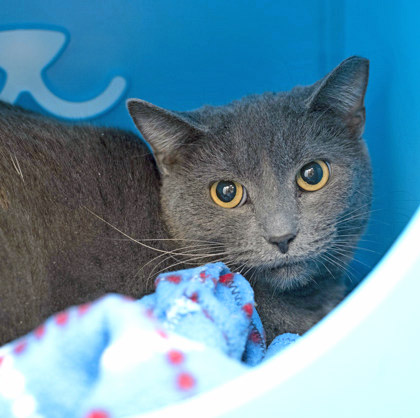 View Sprinkles the Cat Photo #1