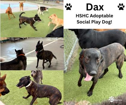 View Dax the Dog Photo #1