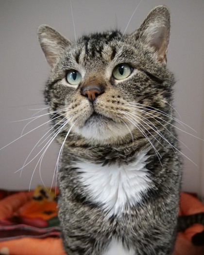 Learn More About Butter Bean Photo of Butter Bean