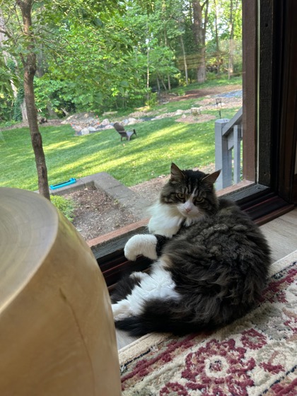 Have You Seen Jillian? Cat