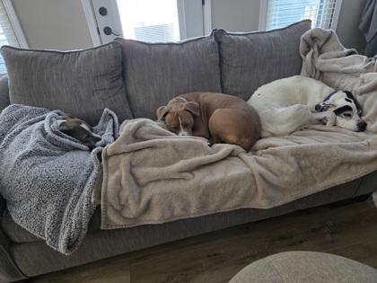 View Sasha (in Foster) the Dog Photo #1