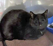 View Blackburn the Cat Photo #1