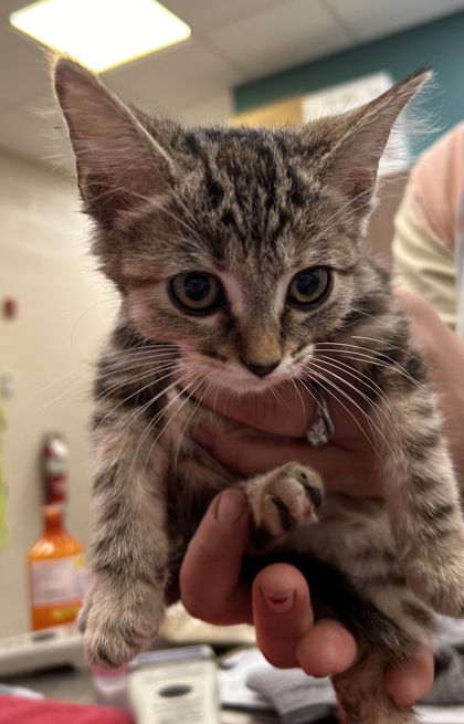 Help Rehome This Cat Cat