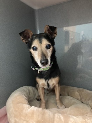 View Mojo the Dog Photo #1