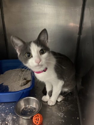 View Beso the Cat Photo #1