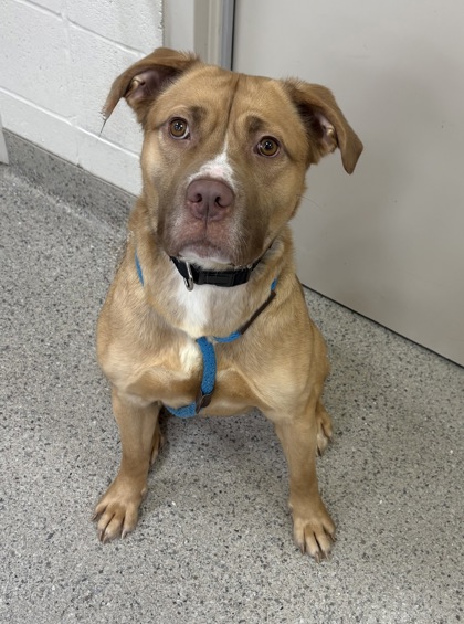 View Freya (in Foster) the Dog Photo #1