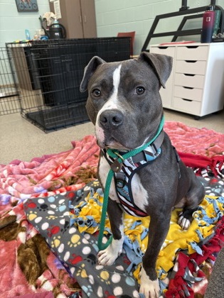 Wallace (in foster)