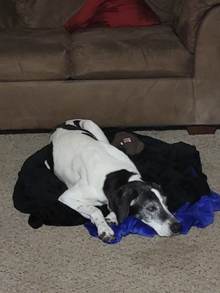 View Elsie (in Foster) the Dog Photo #1