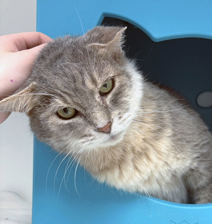 View Biggi Small (in Foster) the Cat Photo #1