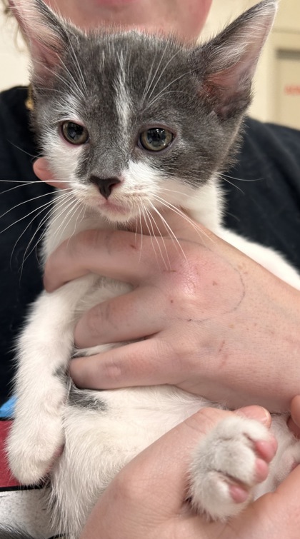 Meeko