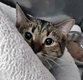 View Zendaya the Cat Photo #2