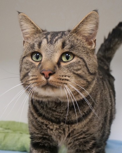 Learn More About Catrick Swayze