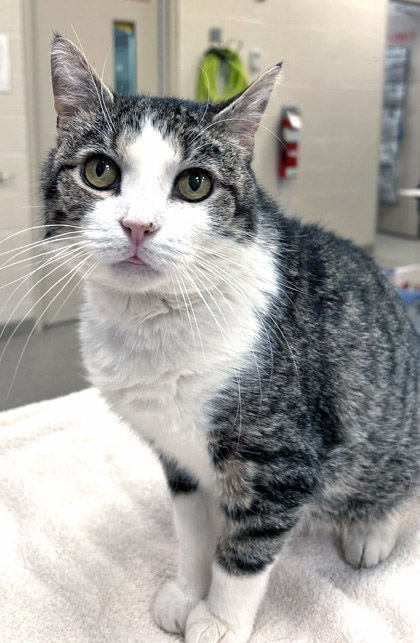 View Gumdrop the Cat Photo #3