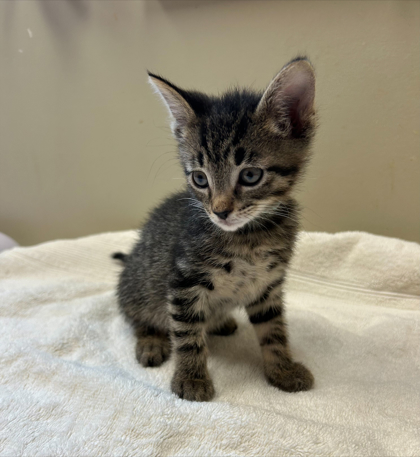 Photo of Caspian