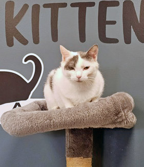 Dottie (at Smitten Kitten)