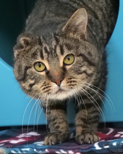 Learn More About Pawblo