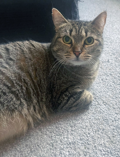 Learn More About May (in Foster) Photo of May (in foster)