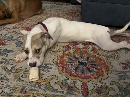 View Christina (in Foster) the Dog Photo #2