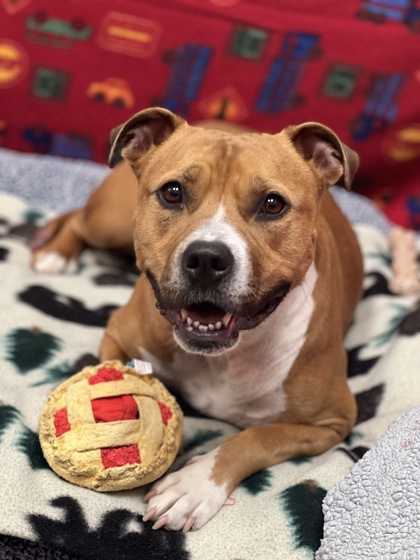Learn More About Tiki Photo of Tiki