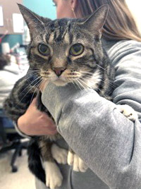 Learn More About Toulouse