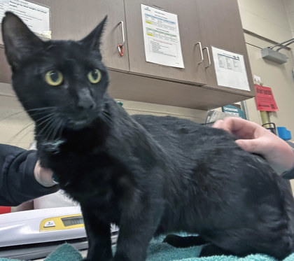 View Merida the Cat Photo #1