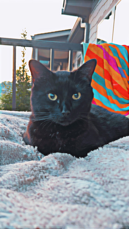 View Lost Cat Photo #1