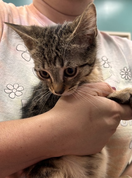 Help Rehome This Cat Cat