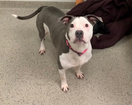 View Khloe Jane (bonded To Vida) the Dog Photo #2