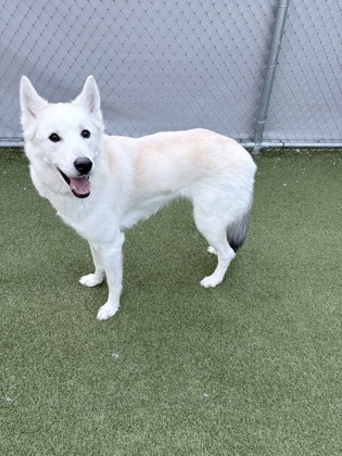 View Luna the Dog Photo #2