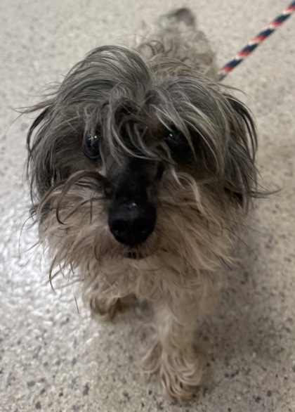 View Found Dog Photo #1