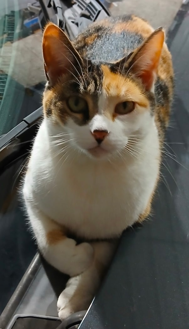 Have You Seen Ellie? Cat
