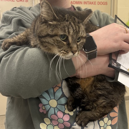 View Freya (in Foster) the Cat Photo #1