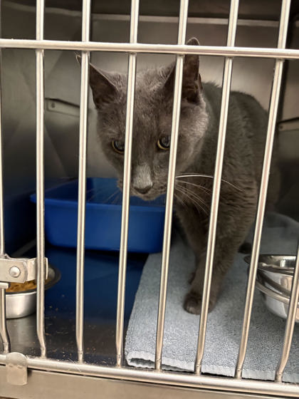 ROONEY - Domestic Shorthair / Mix available for adoption