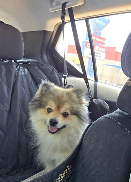 View This Dog Photo #2