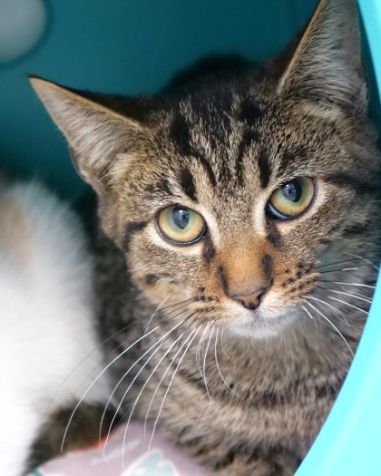 View Lazuli the Cat Photo #2